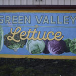 Green Valley Lettuce custom painted mural